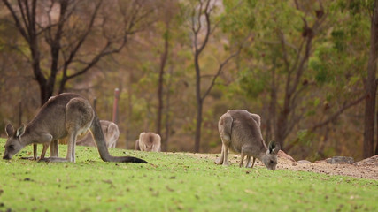Wall Mural - Wild Eastern Grey Kangaroos grazing in nearby parkland in Canberra, Australia    