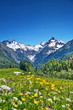 Leinwandbild Motiv Alpen, Blumenwiese in den Bergen mit Schnee auf Gipfel