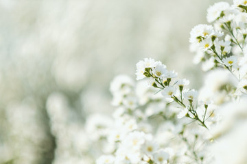 Wall Mural - Closeup image of a beautiful Cutter flower field