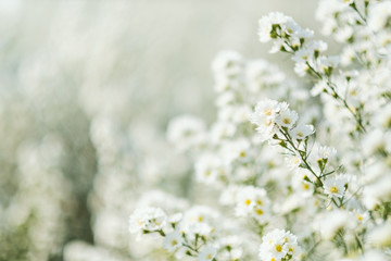 Wall Mural - Closeup image of a beautiful Cutter flower field