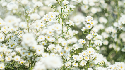 Wall Mural - Closeup image of a beautiful Cutter flower field