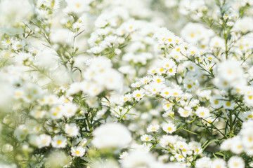 Wall Mural - Closeup image of a beautiful Cutter flower field