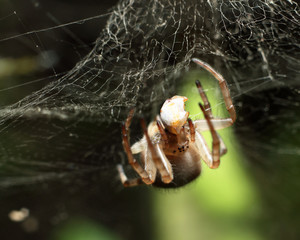 eye to eyes with a weaving spider