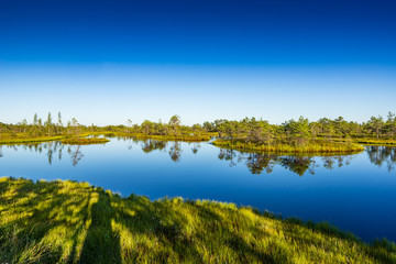 Wall Mural - Sunset in the bog, golden marsh, lakes and nature environment. Sundown evening light in summer