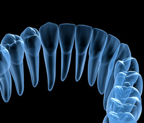 Wall Mural - Dental Anatomy of mandibular human gum and teeth, x-ray view. Medically accurate tooth 3D illustration