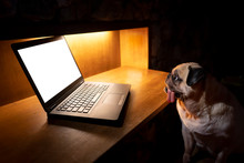 (Clipping Path Include) Cute Pug Dog Sitting On Chair At Home And Looking At Blank Or Empty Monitor At Laptop. Working At Night Not To Sleep Concept. Copy Space For Label Text Or Advertisement.