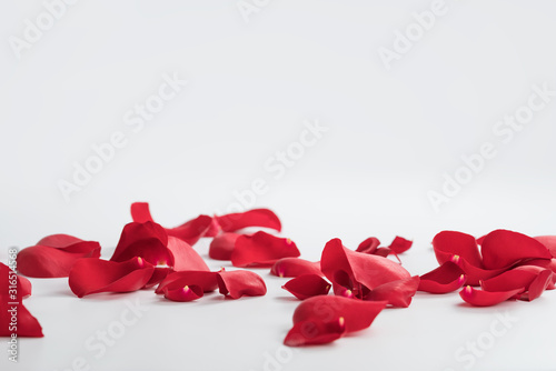 Fotografía Red rose petals on white background