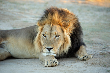 Wall Mural - Big male African lion (Panthera leo) resting in early morning light, Kalahari desert, South Africa.