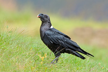 Poster - A white-necked raven (Corvus albicollis) sitting on green grass, South Africa.