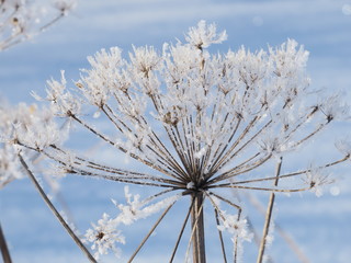  Hogweed covered with snow in the forest, close up