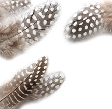 Guinea Fowl Feathers Isolated On White Background