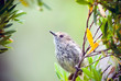 Brown Thornbill - Acanthiza pusilla passerine bird