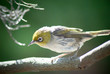 Silvereye Zosterops Lateralis perched on a tree in Summer in Venus Bay, Victoria, Australia