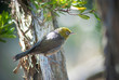 Silvereye Zosterops Lateralis perched on a tree in Summer in Venus Bay, Victoria, Australia