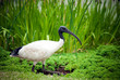 side on view of a black headed ibis in the wild