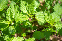 Top View On Leaves And Young Shoots Of A Nettle Plant. Young Bright Greens Herbs Urtica.