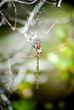 dragonfly resting on the branch of a tree