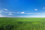 Fototapeta Na sufit - green young wheat field / bright Sunny day agriculture