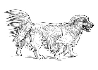 Freehand drawing of longhair dachshund walking