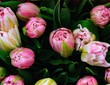 Fresh rosy tulips directly above view