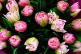 Fototapeta Tulipany - Fresh rosy tulips directly above view