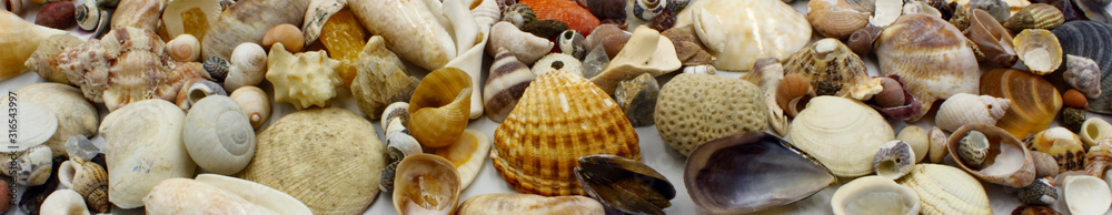 panoramic shells on the beach including bivalves clams scallops snails ...