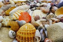 Collection Of Sea Shells On The Beach