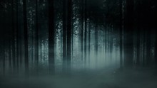 Dark Foggy Forest. Creepy Morning Mist. Forest With Tall Fir Trees In Dense Fog, Smoke And Fog. Fairy Tale Landscape. Black And White Video Animation. Halloween Concept.