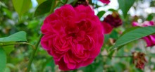 Red Rose In Garden