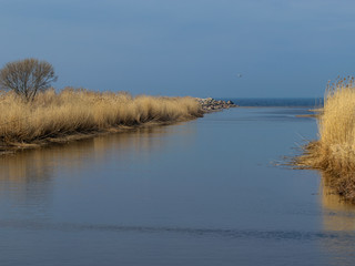 Wall Mural - spring landscape with small river mouth, dry reeds