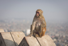 Monkey In Swayambunath Monkey Temple In Kathmandu, Nepal
