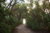Fototapeta Dziecięca - The enchanted forest of the Ponce Preserve that is 41 acres stretching from the Atlantic Ocean to the Halifax River and the site of the Green Mound State Archaeological Site, an ancient Indian midden.
