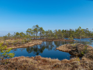 Wall Mural - simple swamp landscape with swamp grass and moss in the foreground, small swamp pond and swamp pines in the background, blurry background