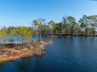 Wall Mural - simple swamp landscape with swamp grass and moss in the foreground, small swamp pond and swamp pines in the background, blurry background