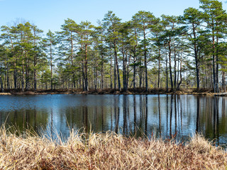 Wall Mural - simple swamp landscape with swamp grass and moss in the foreground, small swamp pond and swamp pines in the background, blurry background