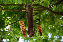 A Squirrel Eating A Corn Cob Hanging On A Tree Branch