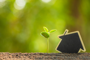 Wall Mural - Green sprout growing in soil and wooden house symbol on outdoor sunlight and green blur background. Love tree, Save world, or growing and environment concept