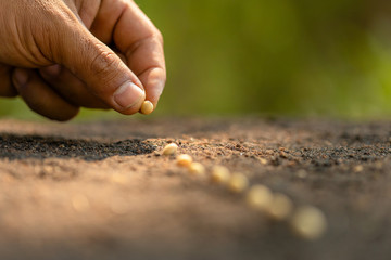 Wall Mural - Hand of farmer planting a brown seeds in soil. Growth and environment concept