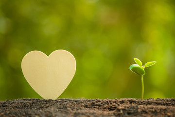 Wall Mural - Green sprout growing in soil and wooden heart symbol on outdoor sunlight and green blur background. Love tree, Save world, or growing and environment concept