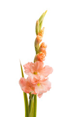 Canvas Print - gladiolus flowers isolated