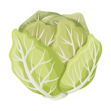 Cabbage Vector Icon.Cartoon Vector Icon Isolated On White Background Cabbage.