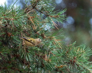 Wall Mural - The goldcrest (Regulus regulus) is a very small passerine bird in the kinglet family.