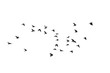 Flocks of flying pigeons isolated on white background. Clipping path.
