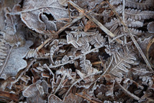 Frozen Fern Leaves