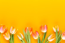 Yellow Pastels Color Tulips On Yellow Background.