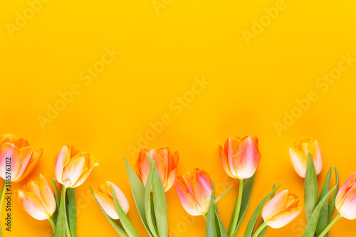 Photo Yellow pastels color tulips on yellow background.