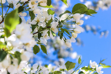 Close-up of branches of a blooming Apple tree against a blue sky. Sunny spring day