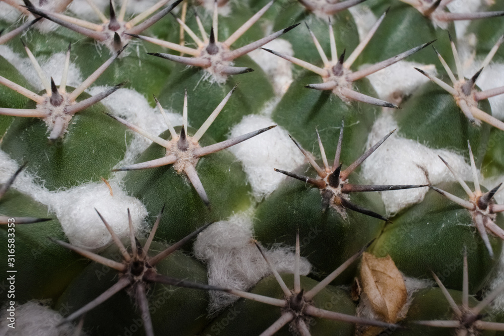 elefantenfuß groß kaufen XXL Elefantenfuß Nolina kaufen – Green Me Up