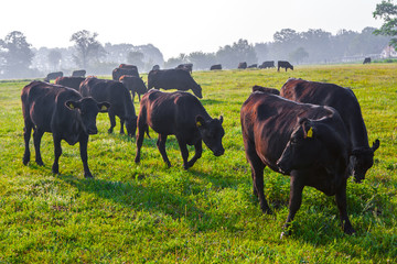 Summer morning in the pasture. A herd of black Aberdeen Angus cows graze on green grass. Sometimes also call simply Angus, is a Scottish breed of small beef cattle.