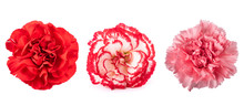   Carnations Mix